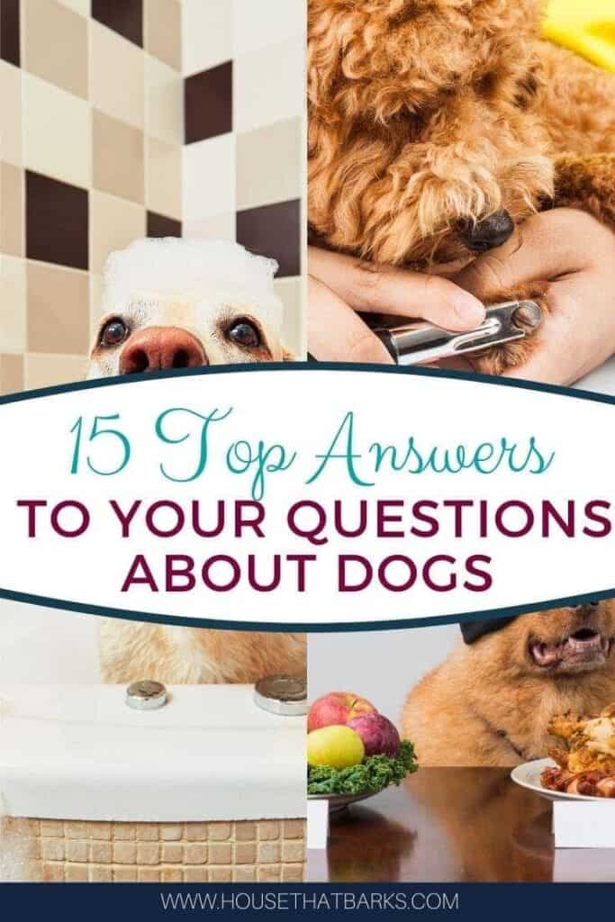 15 Answers to your Questions about Dogs
