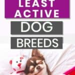 35 Least Active Dog Breeds