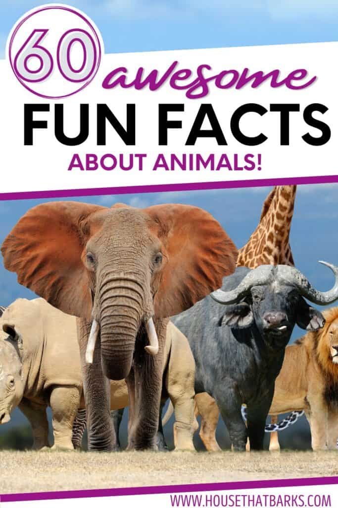 60 Fun Facts about Animals