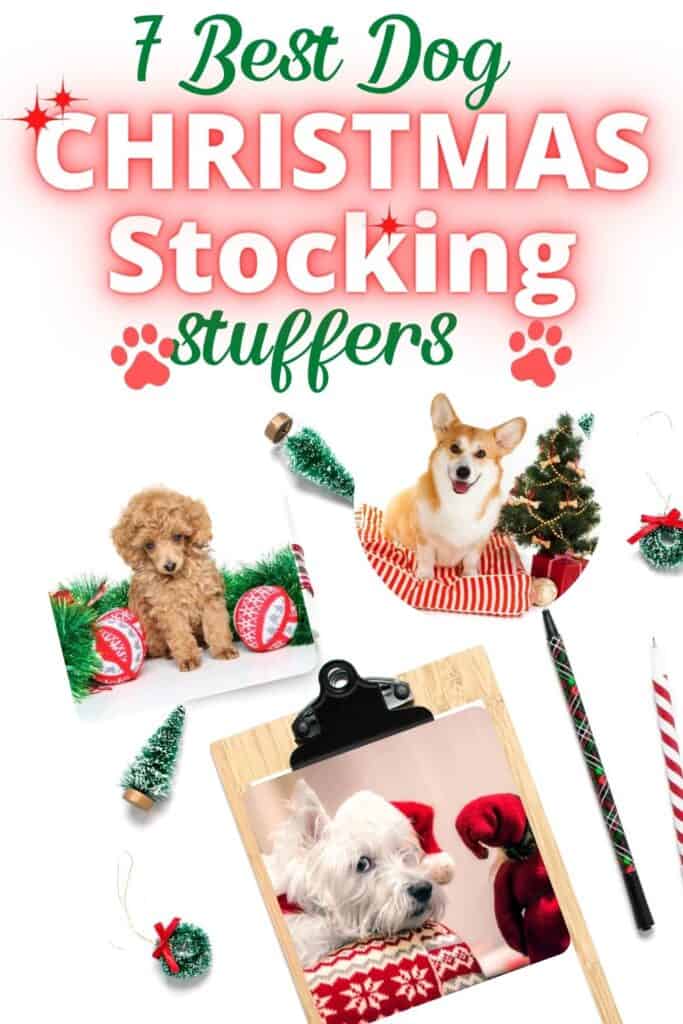 Best Stocking Stuffers for Dogs