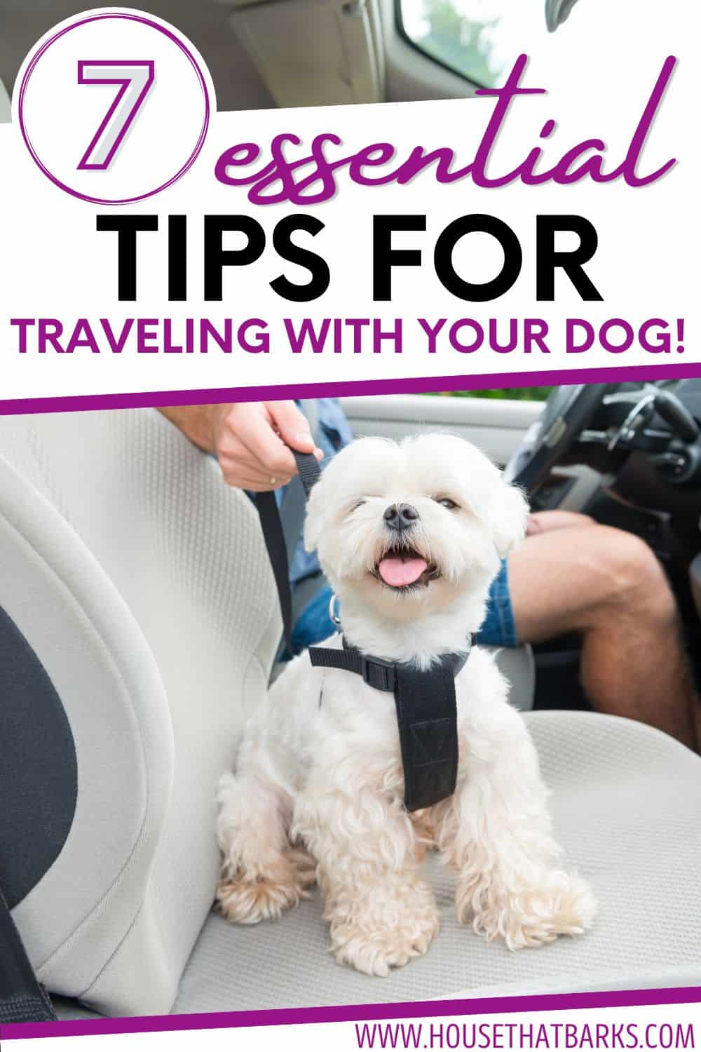 Traveling with Dogs Tips