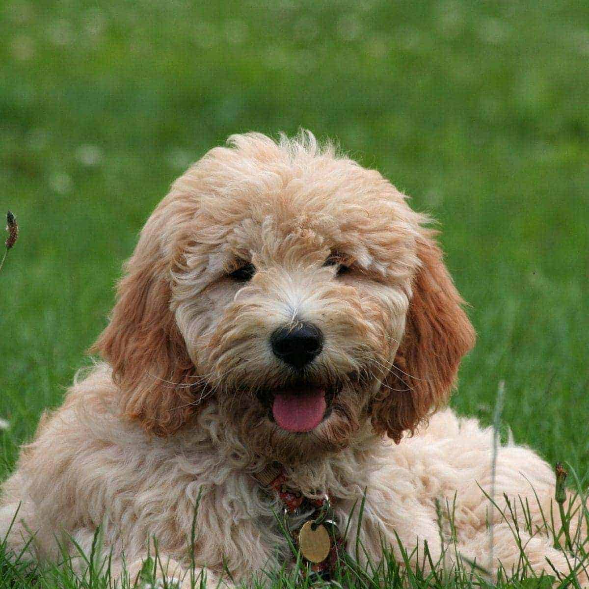 Goldendoodle with tongue out