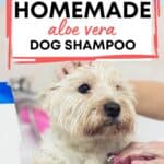 Easy Homemade Aloe Vera Dog Shampoo