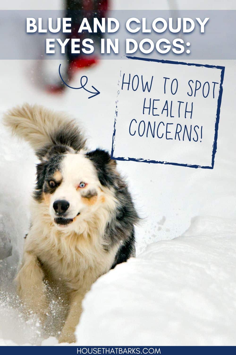 Blue and Cloudy Eyes in Dogs How to Spot Health Concerns House that