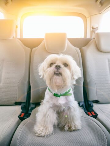 calming dog car anxiety