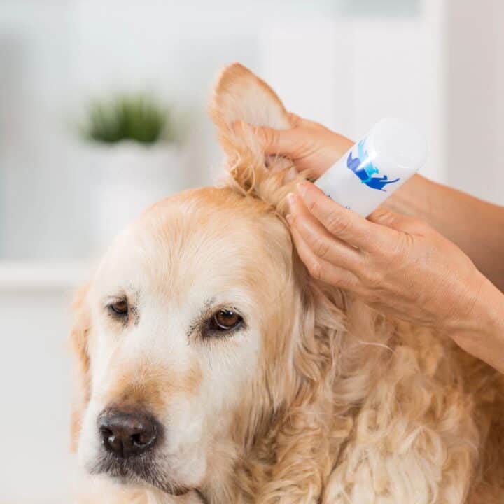A Guide to Cleaning your Dogs Ears - House that Barks - Cleaning Frequency For Adult Dogs Ears Info