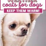 Coats for Dogs
