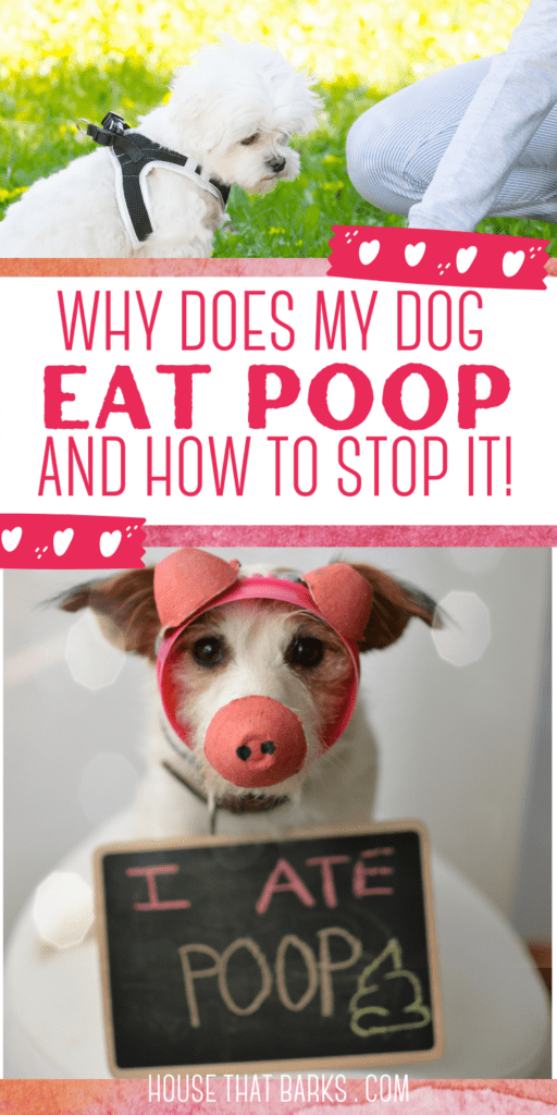 DOG EAT POOP PIN
