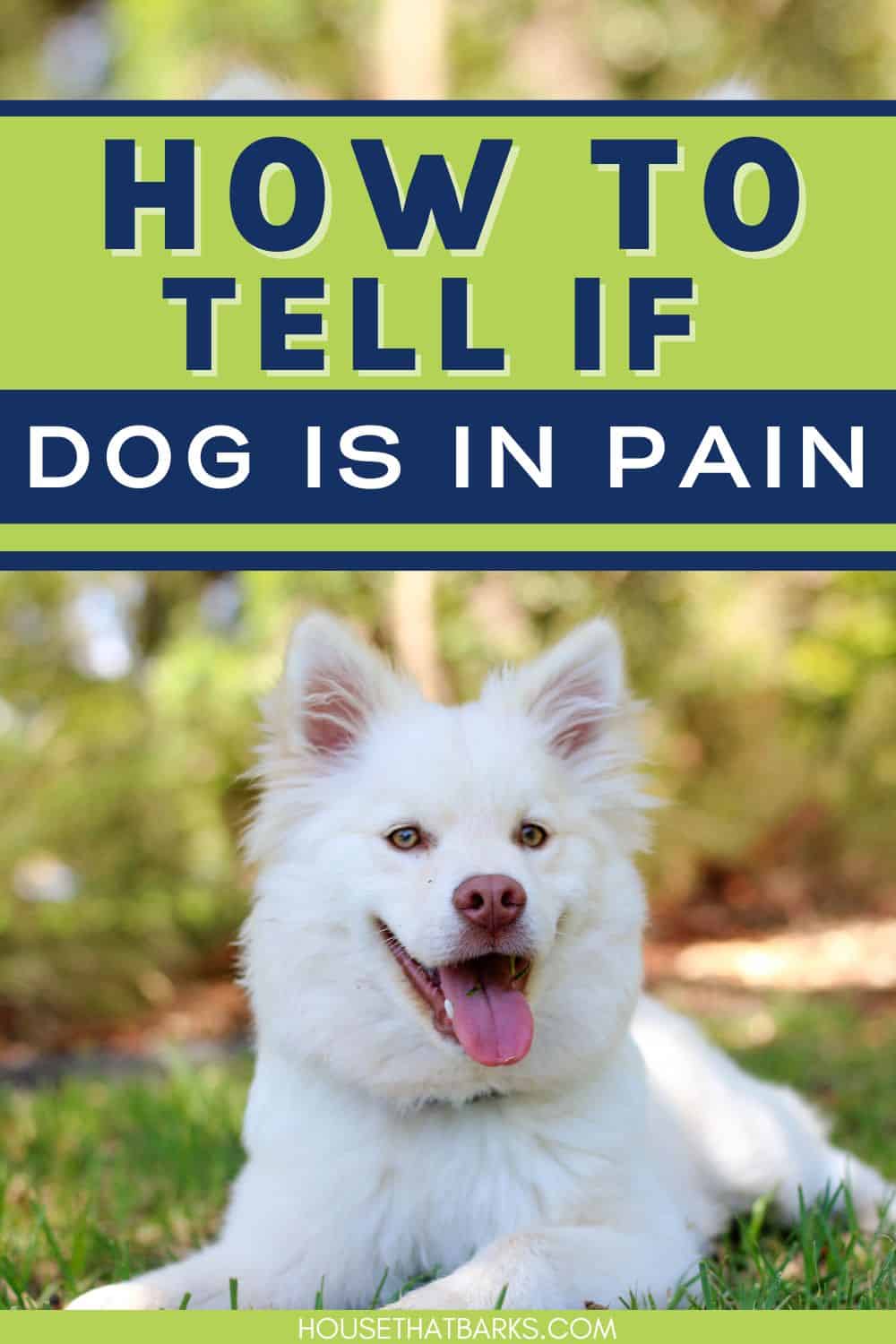 Dog is in pain pin