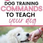 5 Important Basic Dog Training Commands