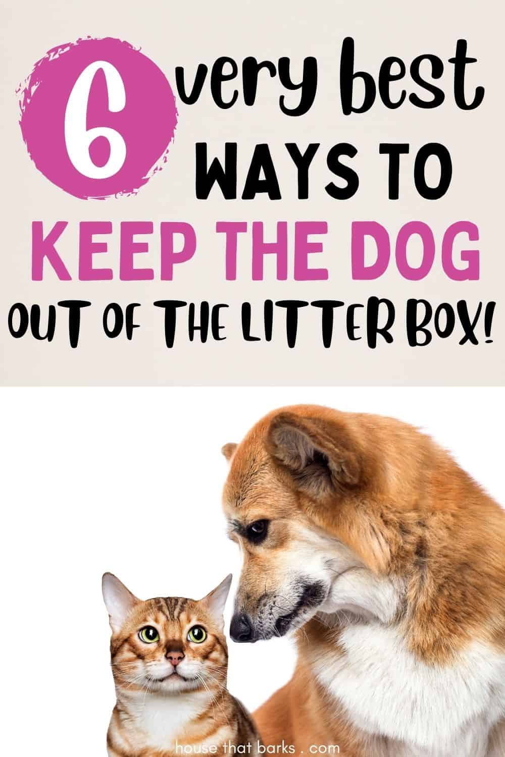 dog out of the litter box 