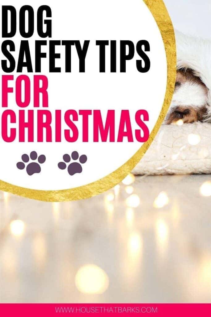 Christmas Safety for Dogs