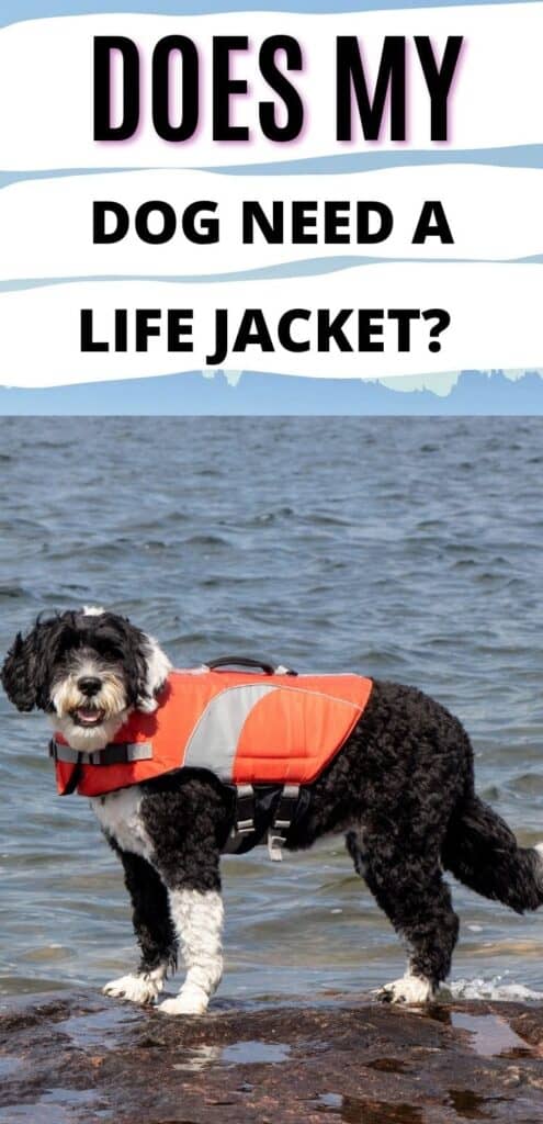 dog wearing a life jacket PIN