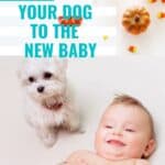 HOW TO INTRODUCE YOUR DOG TO THE NEW BABYU