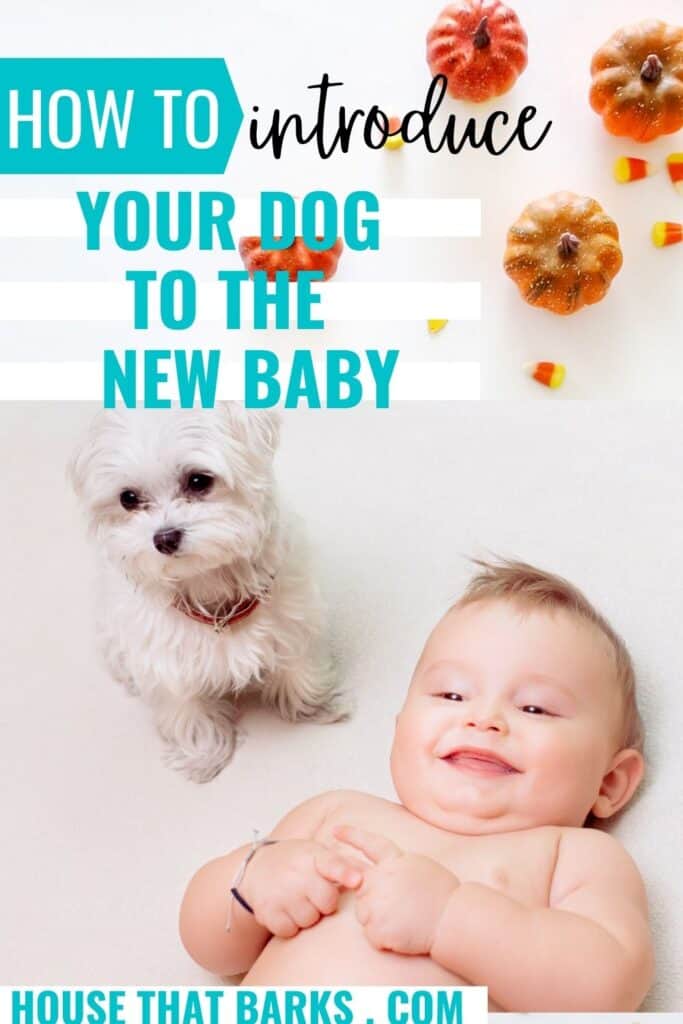 HOW TO INTRODUCE YOUR DOG TO THE NEW BABYU
