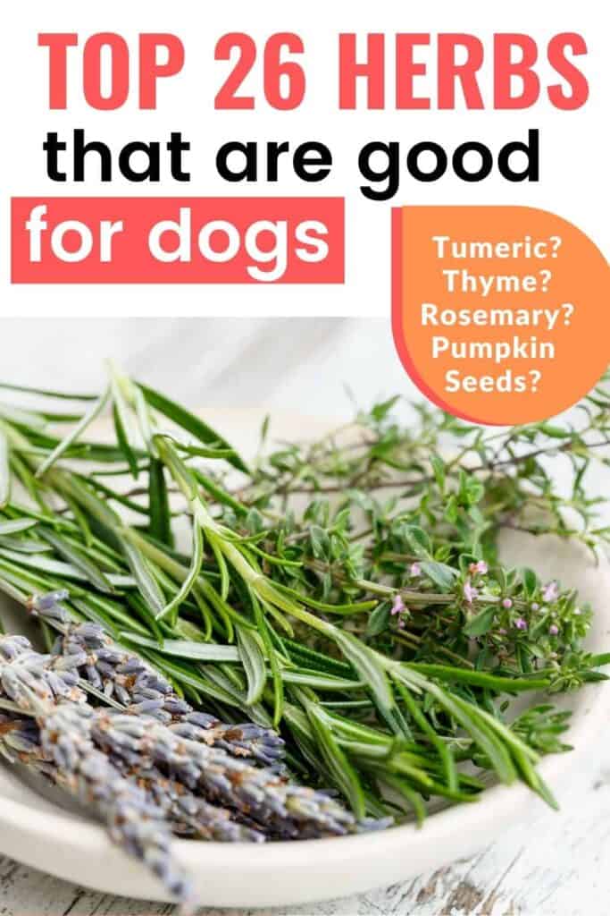 26 Herbs That Are Good for Dogs