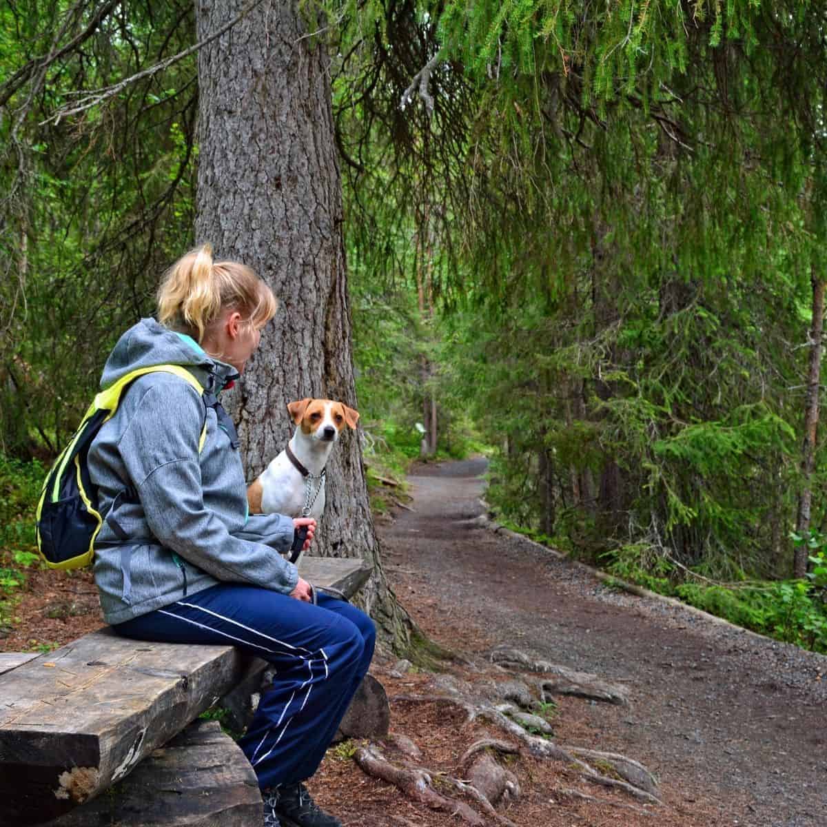 Hiking with dogs