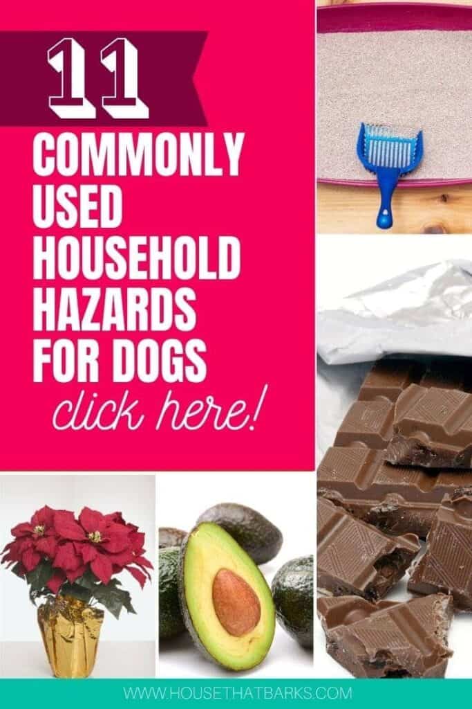 household hazards for dogs