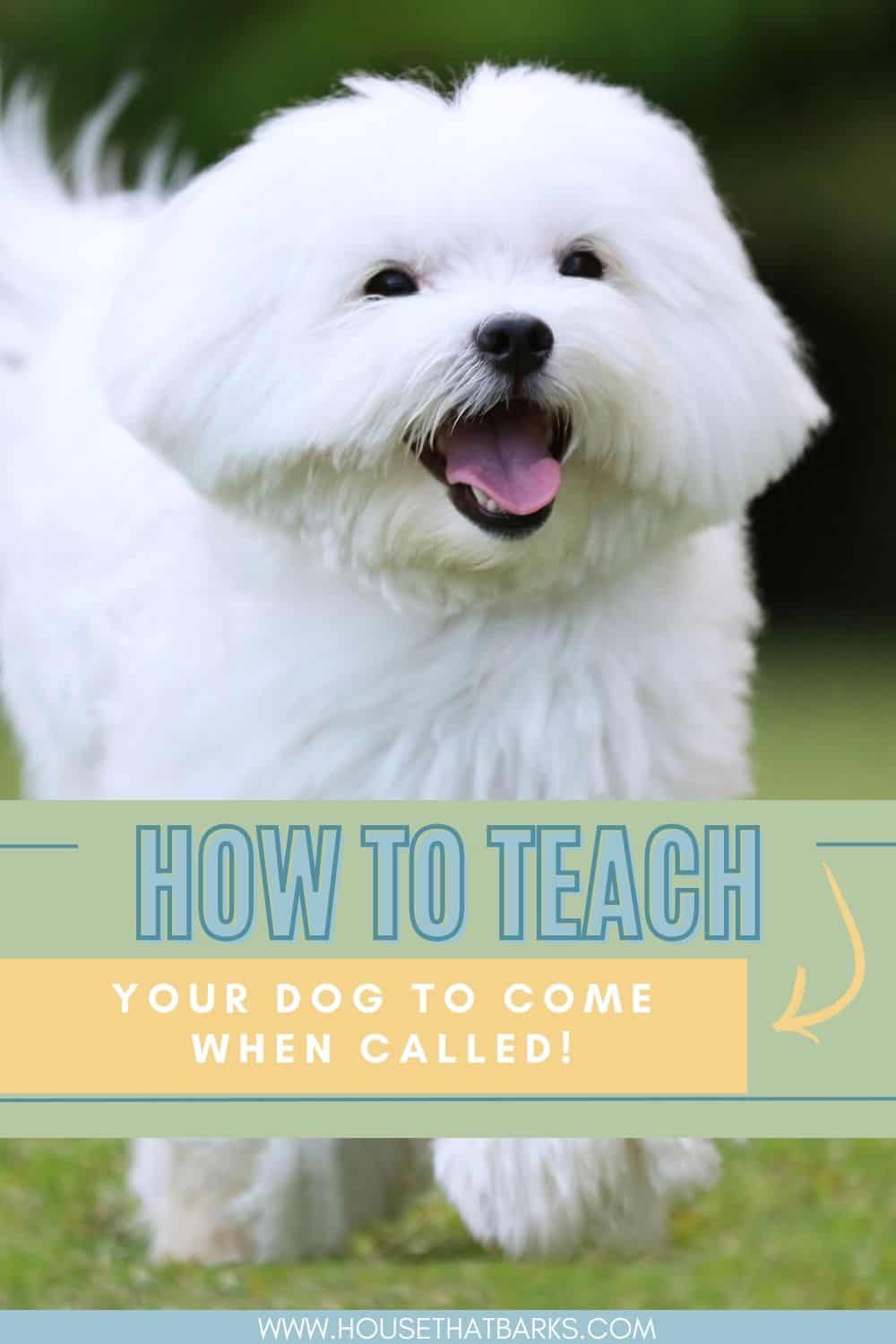 teach your dog to come