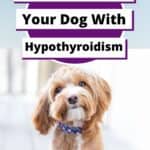 Hypothyroidism in dogs