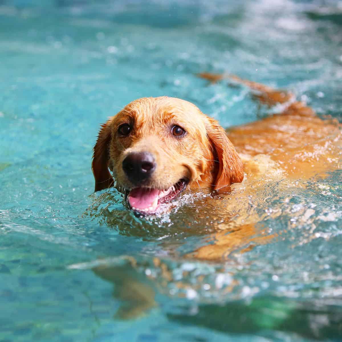 Is pool water safe for dogs