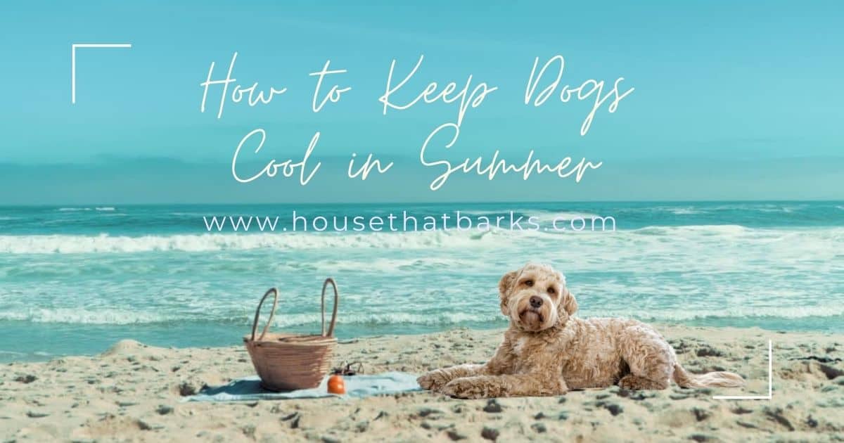 How To Keep Dogs Cool In Summer - House that Barks