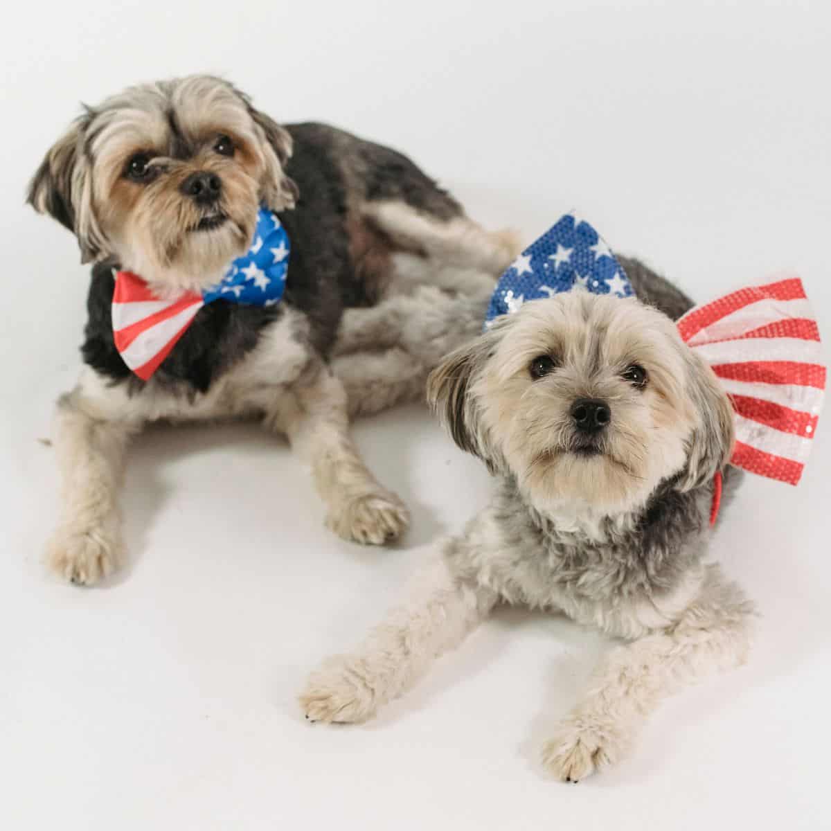 Keep your Pets Safe on 4th of July