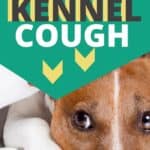 Kennel cough pin