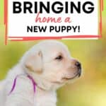 New Puppy Tips for Dogs