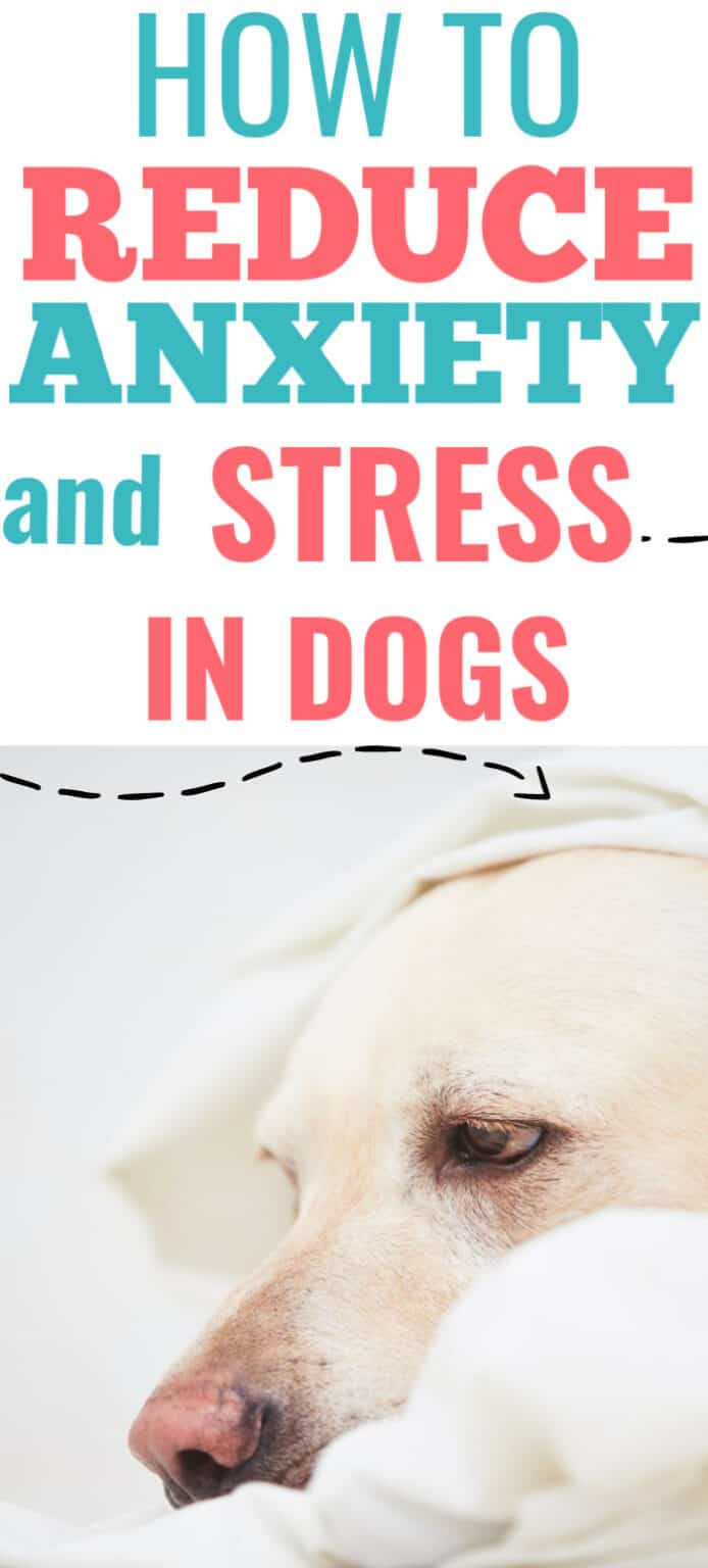 Curated visual reference: Fresh Look at How To Reduce Anxiety And Stress In Dogs