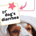 PIN Dogs Diarrhea