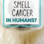 PIN dogs smell cancer