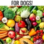POISONOUS FOODS FOR DOGS PIN