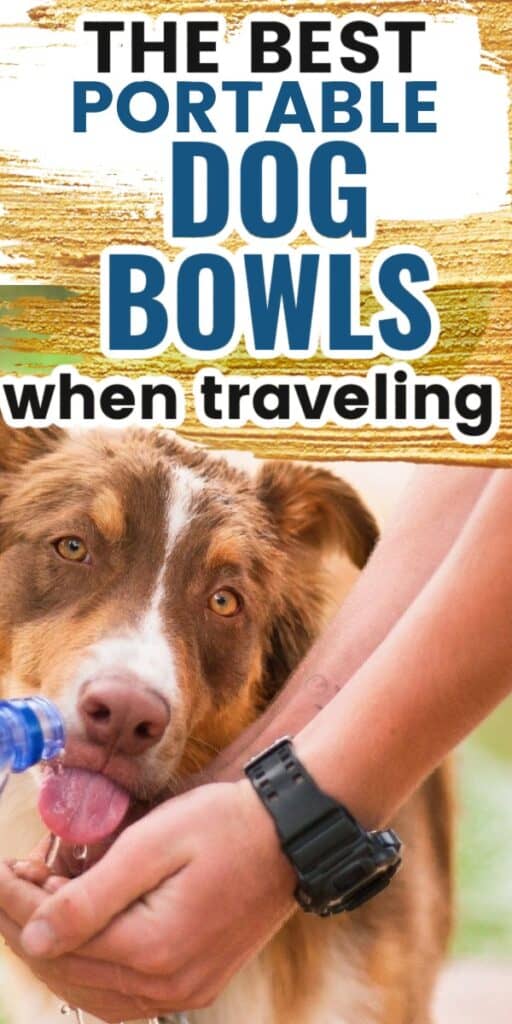 dog bowls for traveling