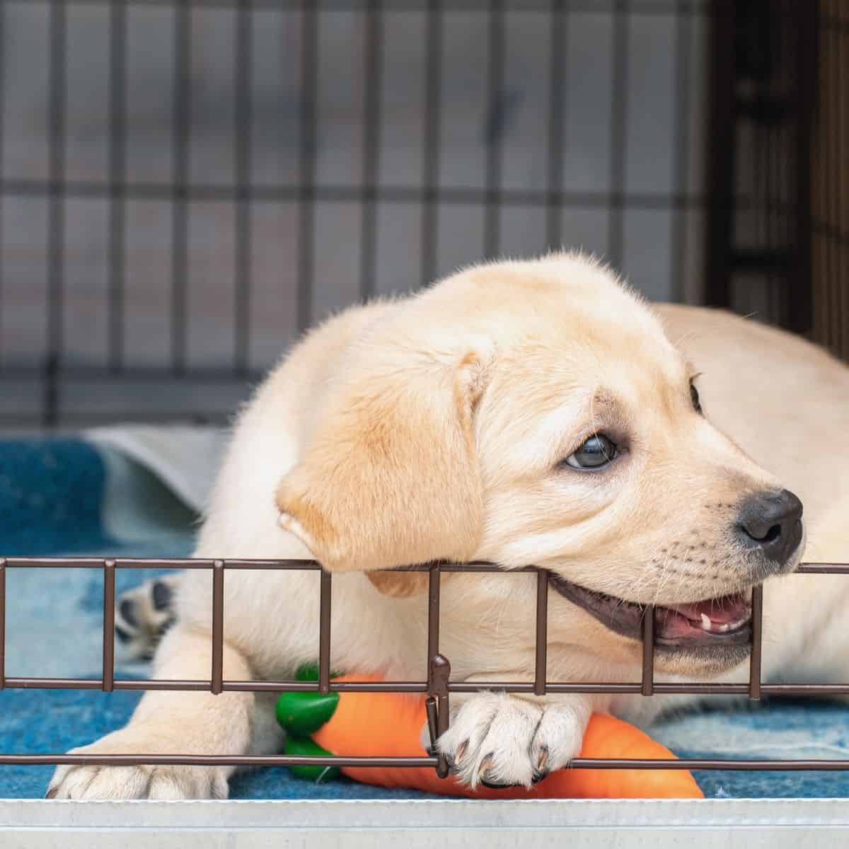 Puppies Chewing