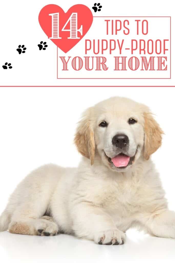 Puppy-Proof your house and home