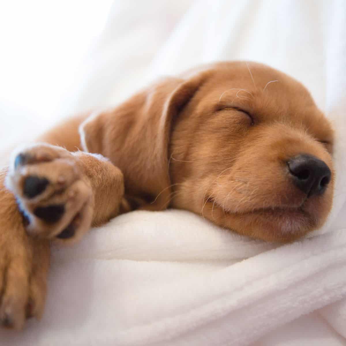 Puppy Sleep through the Night