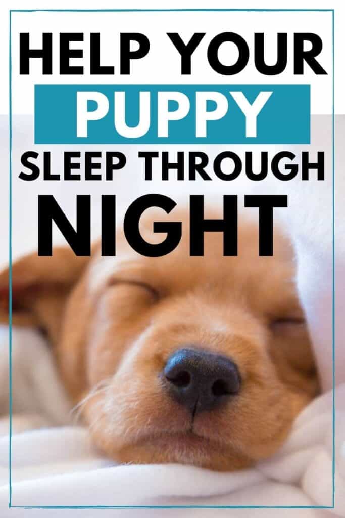how to help your puppy sleep through the night