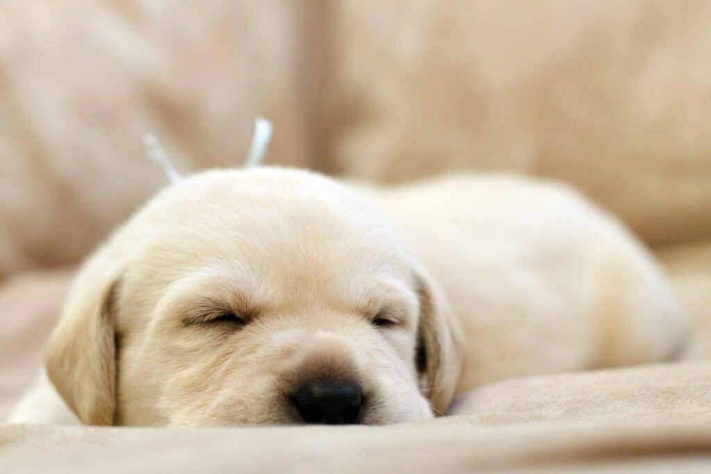4 Easy Ways To Help Your Puppy Sleep Through The Night