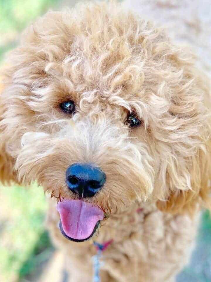 17 Amazing Facts about Goldendoodle's