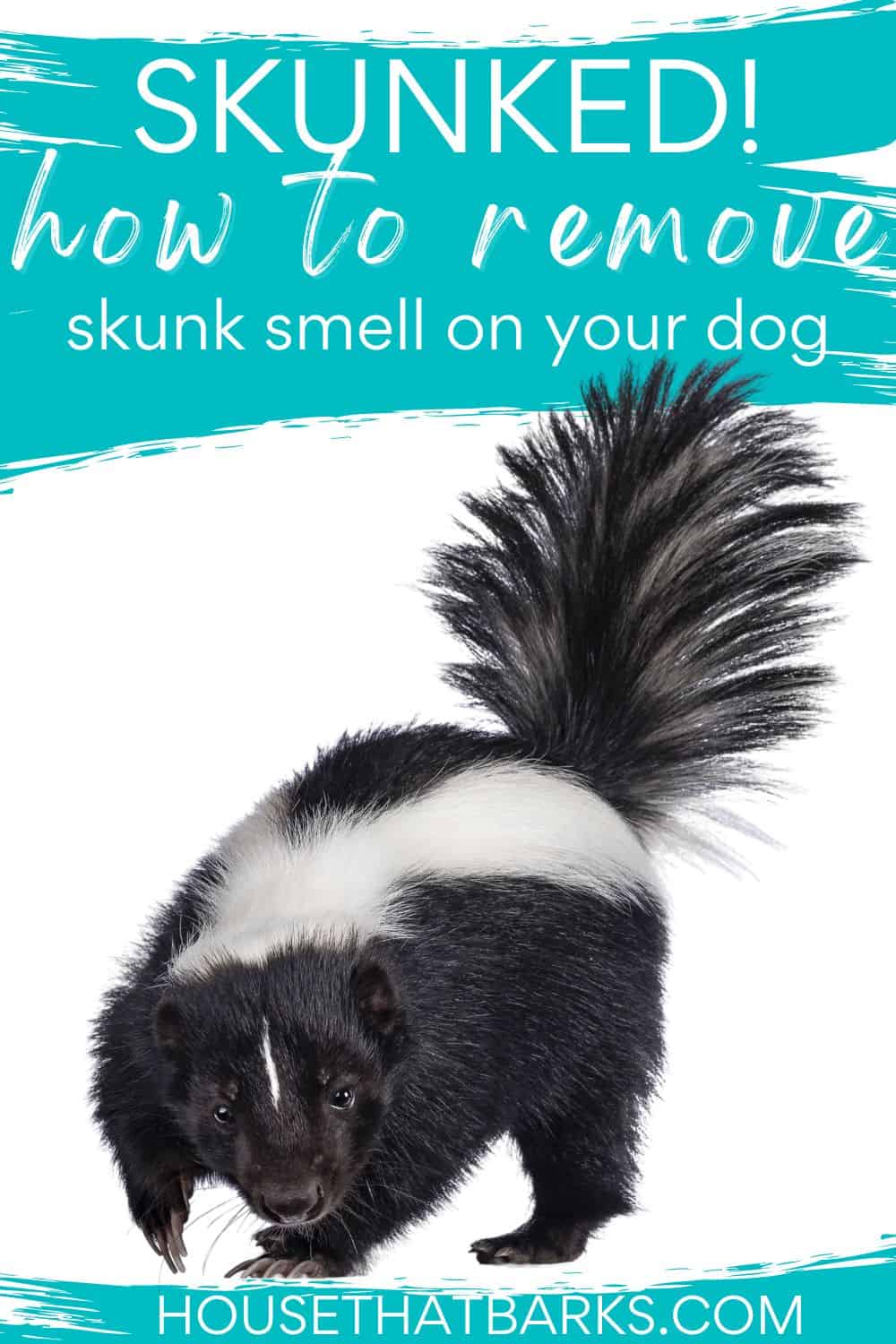 SKUNK SMELL ON YOUR DOG PIN