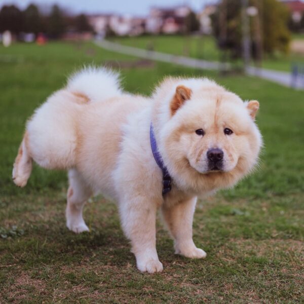 [Naturalcore] Dog Lea (Yellow) main image 0