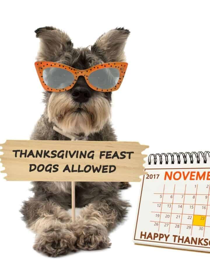 What Can I Give My Dog for Thanksgiving?