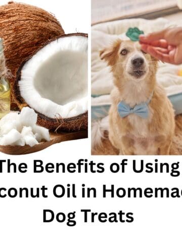 Benefits of Using Coconut Oil in Homemae Dog Treats