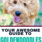 Top 17 Easy goldendoodle answers