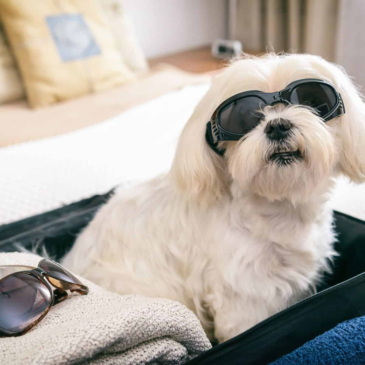 Traveling with Dogs