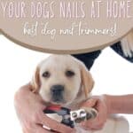 Trim your dogs Nails pin