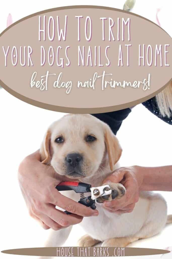 Trim your dogs Nails pin