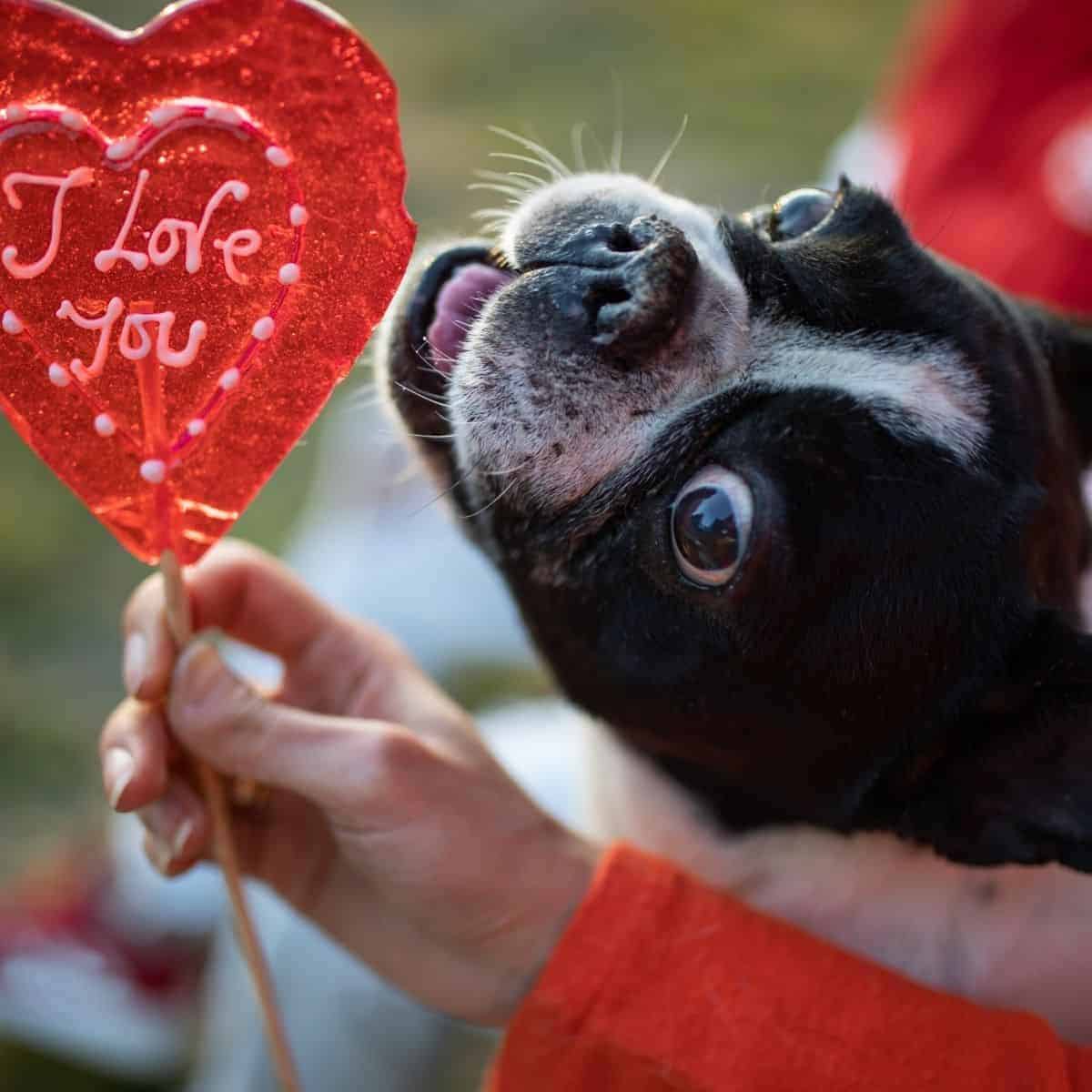 Valentine's Day Dogs