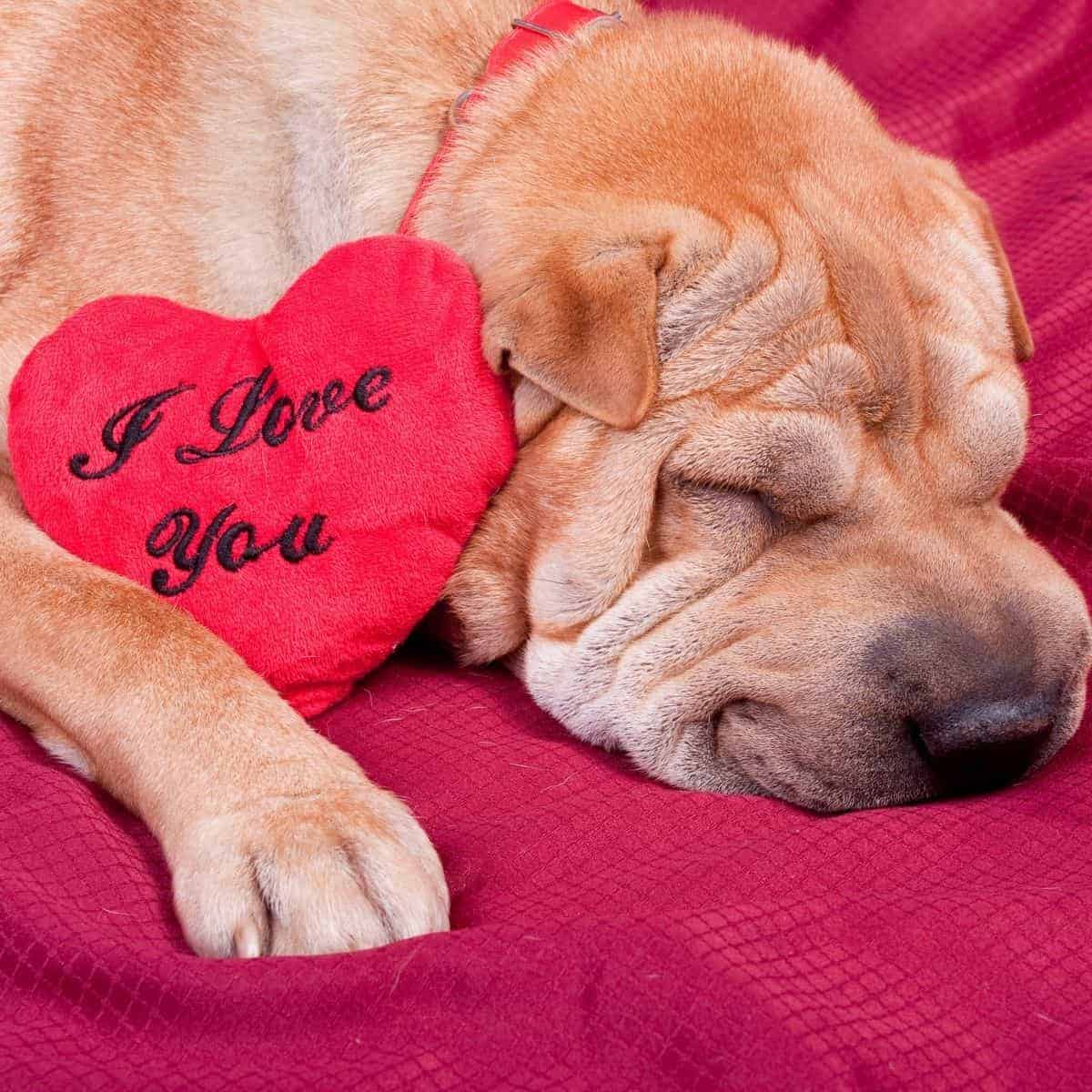 Valentine's Day with Dog